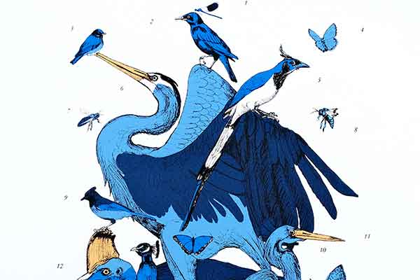 Illustration of various blue birds and butterflies, including herons and jays, on a white background. The scene conveys a lively, natural tone.