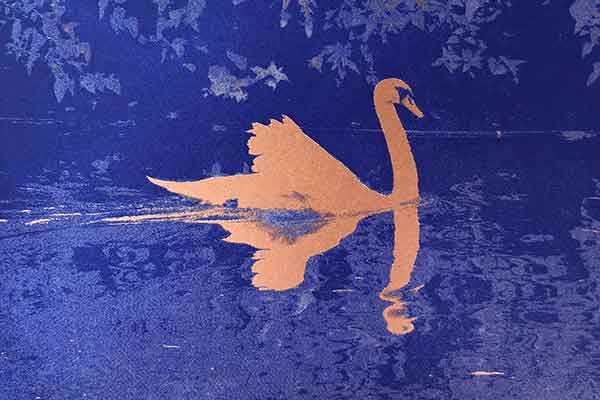 image of a copper coloured swan swimming in dark purple foliage