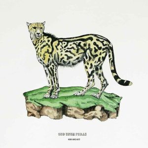 Hand drawn black outline drawing of a king cheetah coloured with watercolours.The cheetah staring on a mound of grass