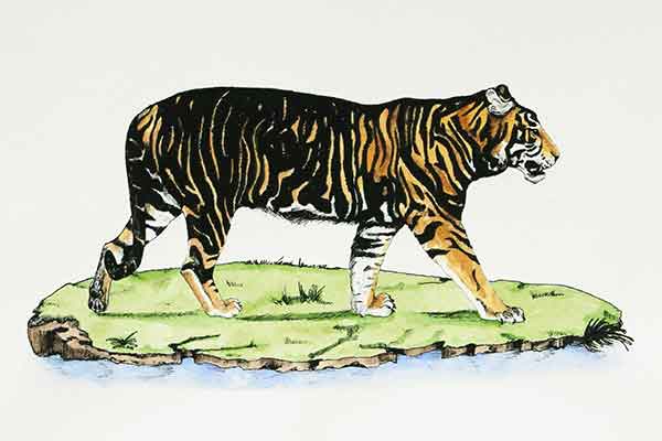 Watercolour image of a tiger striding on a small green island of grass