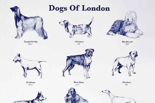 Blue drawing on a white background of different dogs with Dogs of London written at the top