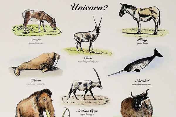 water colour illustrations of animals that have been mistaken for unicorns in the past.