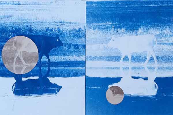 blue abstract image of cows and their reflections in a river